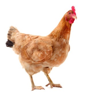 Poultry.jpg