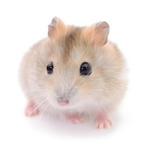 Small Animals.jpg