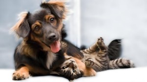 Companion animals_ cats and dogs.jpg